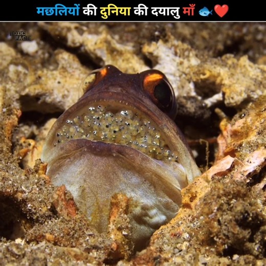 Mouthbrooder Fish 🐠 | #shortvideos