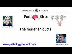 Path Bites - The mullerian ducts