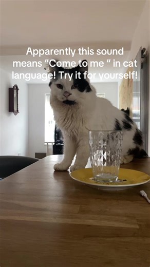 Discover Cat Communication: Try the 'Come to Me' Sound