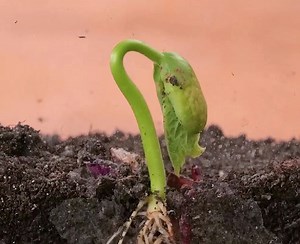 113K views · 181 reactions | Awesome planting hacks to become a professional gardener! | 3-Minute Hacks | Facebook