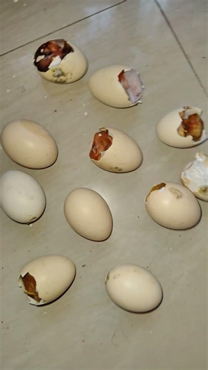 இப்படிலாம் இருந்தா என்ன பண்ண😱⁉️#tamil #rajupetsvlog #shorts #pets #fish