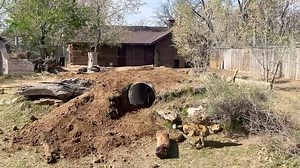 64K views · 3.2K reactions | Our African wild dogs have a new...