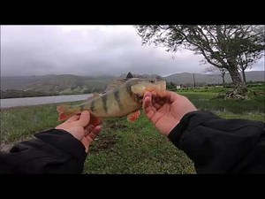 Pesca nos Açores - Azores Fishing