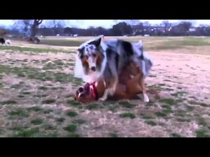 Doggie Style vs. Missionary