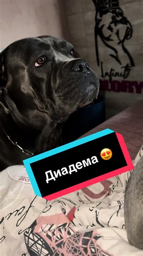 Відео користувача Infinity Glory 🇺🇦 (@infinity_glory_family) з композицією «可爱萌萌哒 - 黄川»