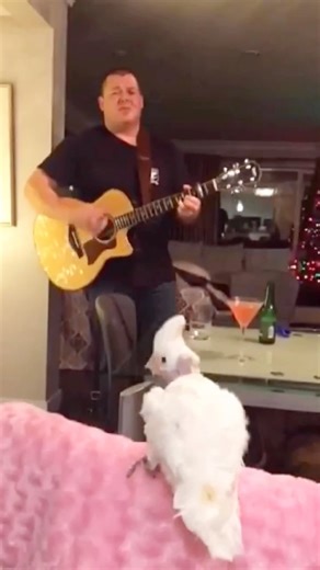 23K views · 1.8K reactions | Cockatoo dancing to Guitar Music. #parrot #cute #funnyanimals | Lucky Lou and Coco Too | Facebook