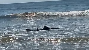 Shark hunts stingray next to family on South Carolina beach