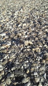 This erratic, fuzzy insect is the female velvet ant. Despite her name and appearance, she is a wasp and can deliver a painful sting if handled! Females are easily distinguishable from males by their lack of wings. They are brood parasites, laying their eggs in underground nests built by other wasp species, whose larvae serve as a food source for the growing velvet ants. Once they leave the nest as adults, though, velvet ants switch to a herbivorous diet, eating primarily flower nectar. | Wind Wo