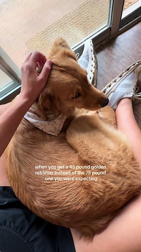 Meet the World's Smallest Golden Retriever