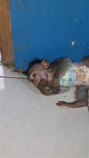 #babymonkey | baby monpai