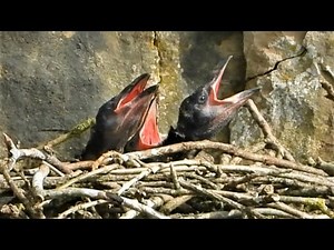 RAVENS CALLING 👀 In flight Sounds & 3 NOISY CHICKS 👀