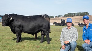 Annual bull sale results revealed
