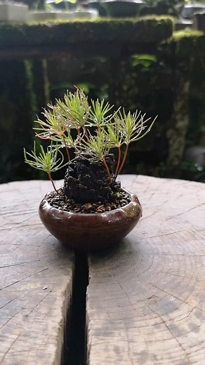 175K views · 2.7K reactions | Awesome pine cone experiment from @yamasibon #bonsaisociety #nature #cultivation #plants | Bonsai Society | Facebook