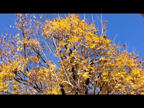 Tree Topping - Tippy Top Tree Service Tops our Norway Maple