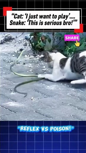 “Fearless Cat Plays With a Snake Like It’s a Toy 😂🐱”