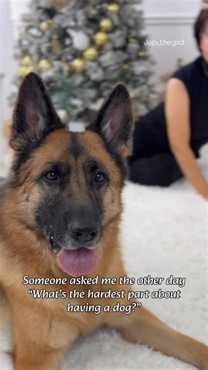 Jupi the German Shepherd on Instagram: "“What’s the hardest part of having a dog?” 🐾 🐾 🐾 #jupi_thegsd #germanshepherd #germanshepherds #germanshepherdpuppy #germanshepherddog #germashepherdofinstagram #gsd #gsdlife #gsdnation #gsdlove #gsdreels #dogreels #dogvideos #dogowner #torontodogmoms #dogmoms #dogmoments #ilovemydog #anythingfordogs #doglovers #soulmate #德牧猪皮 #德牧"