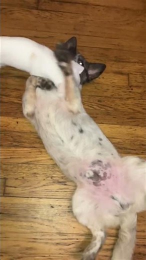 Laddy the Blue Heeler/Corgi mix