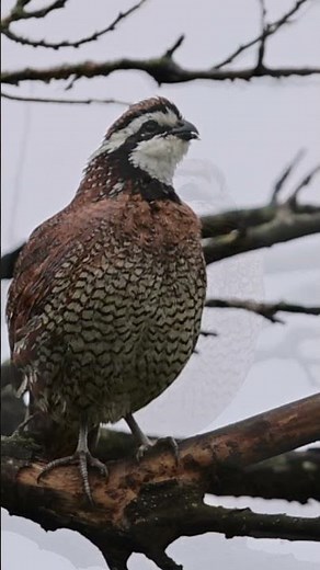 Northern Bobwhite Quail - making some sweet sounds #wildlifephotoghraphy