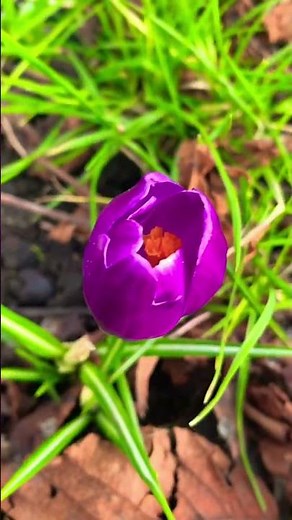 Crocus Barr's Purple | Crocus Plant | Early Crocus | Botanical Crocus | Snow Crocus