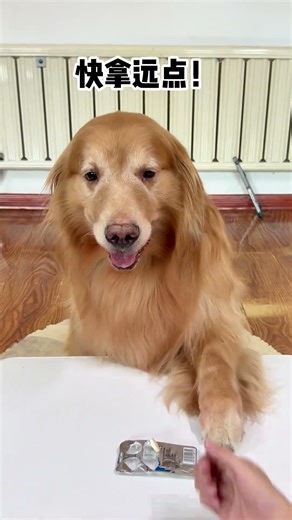 狗子：我给你拿点，你把药吃了！ #抓到一只赏秋小狗 #万物可爱计划 #内容启发搜索 #萌宠出道计划 #抖音萌宠