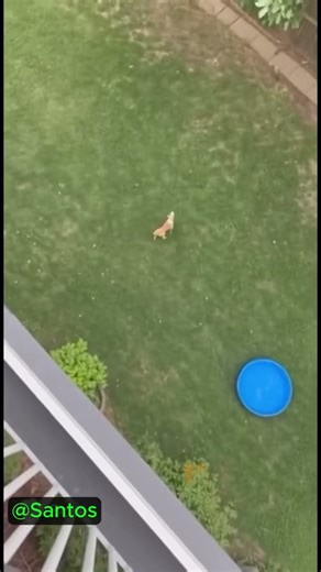 Ôi trời ơi! Tony #sora2 #dog #viral #shorts