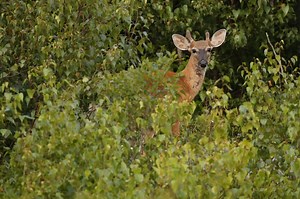 Wisconsin gun hunting deer harvest totals of nearly 190K surpass 2023 - Washington Examiner