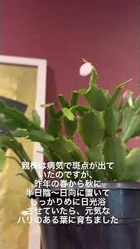 【シャコバサボテン挿木から育てて2年目の冬】#ガーデニング #花 #広島 #flowers #サボテン #シャコバサボテン #カニサボテン #多肉
