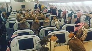 Falcons on a plane? Here’s how GCC carriers regulate wild bird travel
