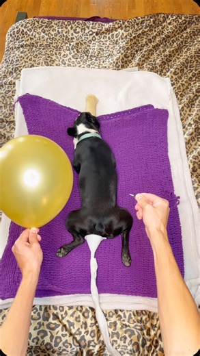 1.7M views · 788 reactions | Happy Star Wars Day!  May the 4th be with you! Watch as our Boston Terrier’s powerful farts become the unexpected secret weapon, fueling the Death Star!  Don’t forget to like, comment, and follow @whenashmetbowser for more funny dog content! . . . . . #starwars #maythe4thbewithyou #dogsofinstagram #dog #fart #funny #bostonterrier | Ash & Bowser | Facebook