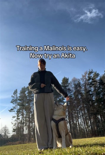 Malinois Training vs. Akita: Ein Vergleich