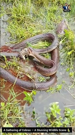 A Gathering of Cobras — A Stunning Wildlife Scene 🐍 #animals #cobra #wildlife #wildliferescue #snake
