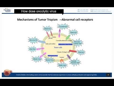 Oncolytic Virotherapy Basic Knowledge Review - Creative Biolabs