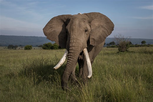 Elephant Charges Safari Truck, Flips It, Kills 80-Year-Old American