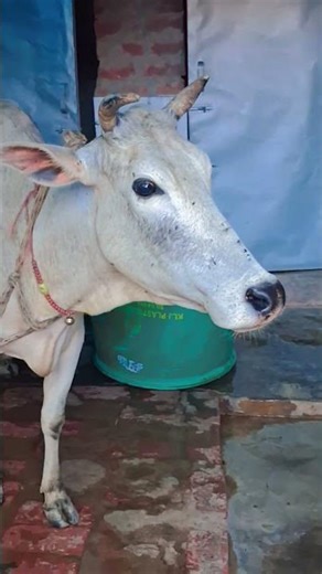 mera beta ji police bnega #viral ##emotional #youtubeshorts