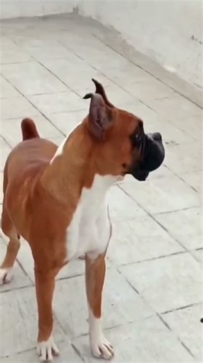 RANA BOXER'S 🏳️ Boxer Adult male available show Quality. only Quality lovers 🤝 Terasport available