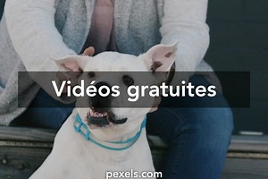 Femme avec chien vidéos de stock libres de droits