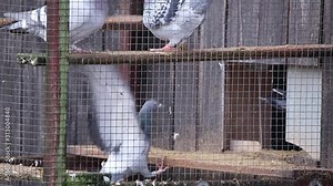 Pigeons (Columba Livia Domestica) entering to a barn in a cage