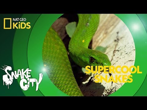 Supercool Snakes | Snake City