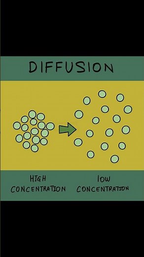 How Diffusion Works Diffusion Diagram Explained: Biology Basics for Students 🔬