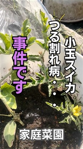 【家庭菜園】植えてすぐに葉が巻いた、、つる割れ病 #家庭菜園 #ガーデニング初心者 #shorts #スイカの病気 #スイカの育て方