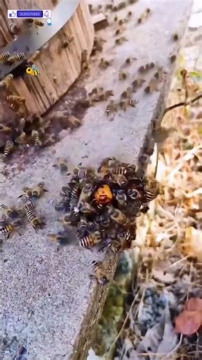 The Battle for the Hive wasp attack, honeybee vs wasp, insect battle, hive defense, wild insects
