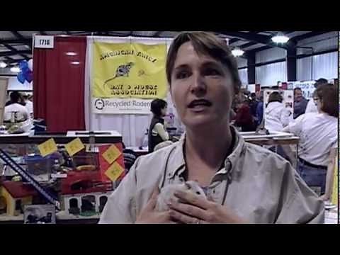 "Rat People: Friends or Foes?" - Rat Documentary