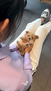 A Tiny Poodle that perfect for cuddles on your lap like a teddy. 🧸 It has a wooly coat and hanging ears that you can play with. 😍 #PrettyBubbleMNL #PrettyBubbleDog #TinyPoodle #Poodle #poodlelove #dogsofinstagram #puppy #pet #puppylove #Petlovers #reels | Pretty Bubble Dog