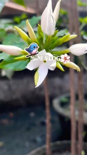 Mini vlog #trending #viral #explore #youtubeshorts #ytshorts #yt #nature #love