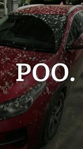 17K views · 57 reactions | This village has had enough of  Starling murmurations have been impressing the residents but the mess they leave behind has not. . . . #bbceastmidlands #starlingmurmuration #murmuration #birdpoop | BBC Nottingham | Facebook