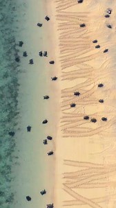 Only 1 in about 1000 baby sea turtles are likely to reach adulthood. 🐢🤯 With the odds naturally stacked against them, other challenges are adding to the threats impacting to this turtle-ly amazing species. So, in the spirit of National #scienceweek, and the 2024 theme ’species survival, we wanted to give a shoutout to the key conservation efforts we’re supporting that are mitigate these threats across the GBR: 🌱 restoring seagrass habitat 🏝 protecting coastal and island hatcheries 🥚 relocat