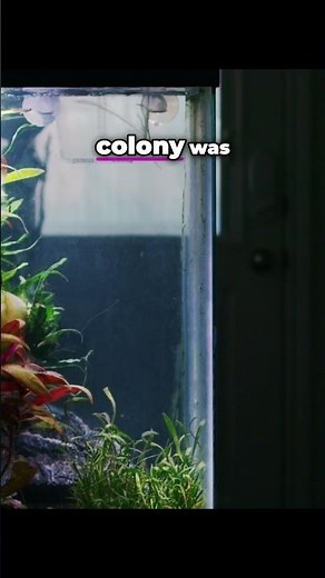 Aquarium Scuds: Secret Weapon for Fish Food