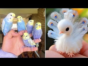 Smart And Funny Parrots Parrot Talking Videos Compilation (2025) - Cute Birds #4