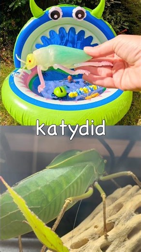 Kids Learn | Bug Insect Names: Ant Dragonfly Katydid Grasshopper Butterfly #HolidaysWithYouTube