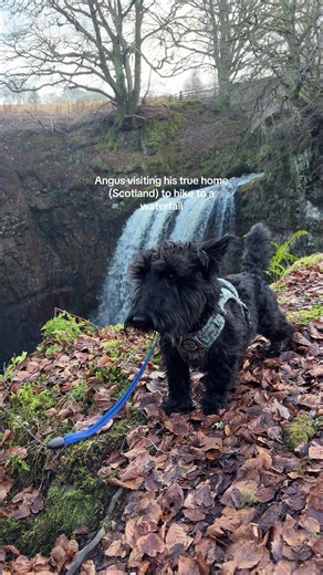 Exploring Scotland's Scenic Waterfalls with Angus